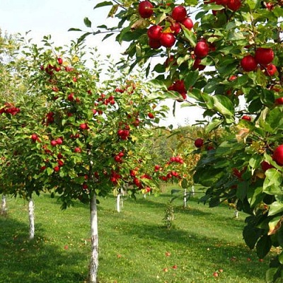 Плодовые деревья в Томске