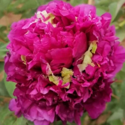 Пион ПОЛЕТ ЛАСТОЧКИ древовидный в Томске