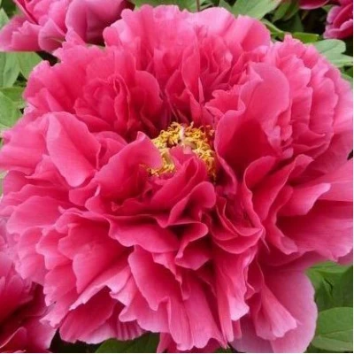 Пион КОРОЛЕВСКИЙ ЦВЕТОК древовидный в Томске