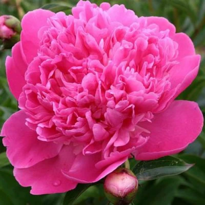 Пион ЭДУЛИС СУПЕРБА травянистый в Томске