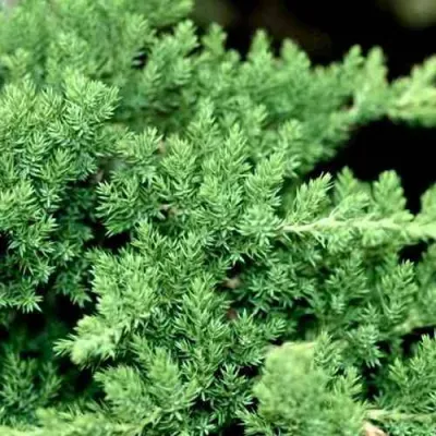 Можжевельник НАНА лежачий в Томске