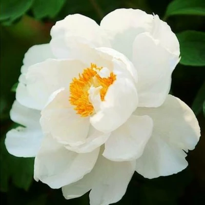 Пион ЛЕТНИЙ ДВОРЕЦ древовидный в Томске