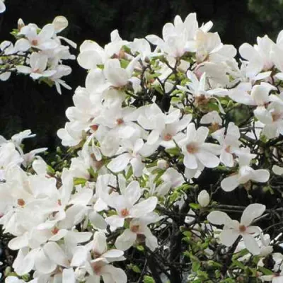 Магнолия КОБУС в Томске