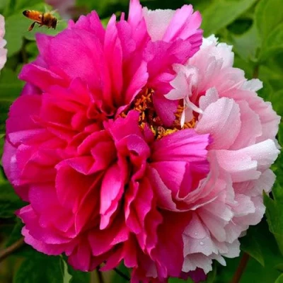 Пион ДВЕ СЕСТРЫ древовидный в Томске