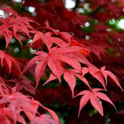 Клен гиннала  в Томске