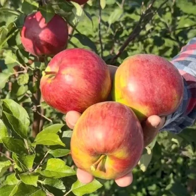 Яблоня ПОСПЕХ в Томске