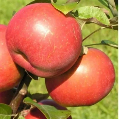 Яблоня РЕДКРАФТ в Томске