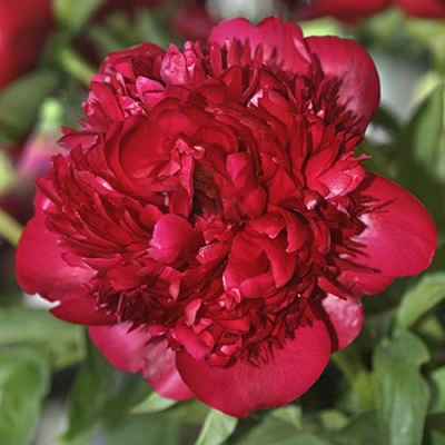 Пион КРИСМАС ВЕЛВЕТ травянистый в Томске