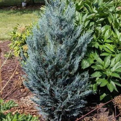 Кипарисовик ДАРТС БЛЮ РИББОН лавсона в Томске