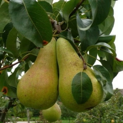 Груша КОНКОРД в Томске