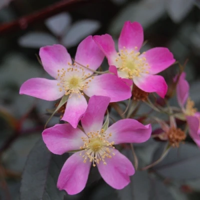 Саженцы роз сизая в Томске