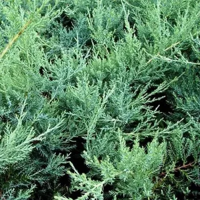 Можжевельник ПФИТЦЕРИАНА ГЛАУКА средний в Томске