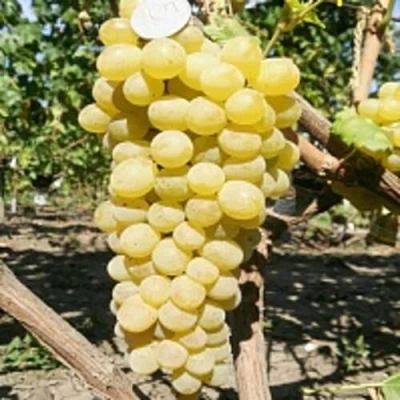 Виноград КИШМИШ ЗОЛОТЦЕ в Томске