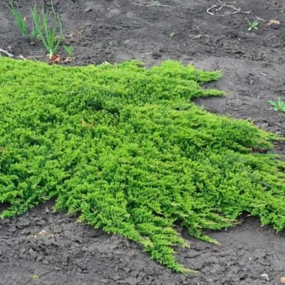 Можжевельник ПРИНЦ ОФ УЭЛЬС горизонтальный в Томске