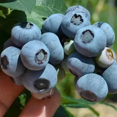 Голубика СИЕРРА в Томске