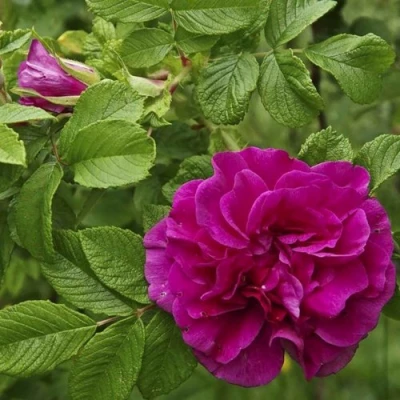 Шиповник ХАНСА в Томске