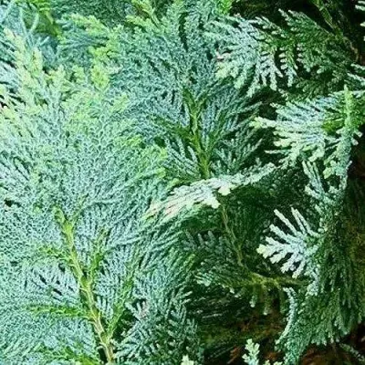 Кипарисовик КОЛУМНАРИС лавсона в Томске