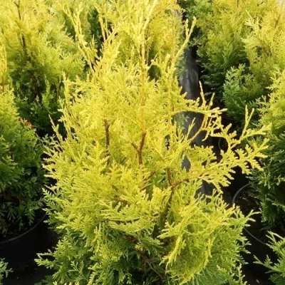 Туя ГОЛДЕН БРАБАНТ западная в Томске