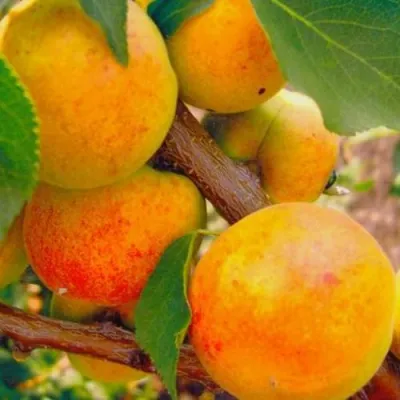 Абрикос САРДОНИКС в Томске