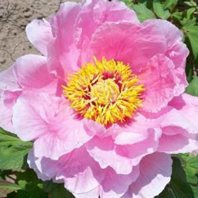 Пион МАРАМАЦУ-ЗАКУРА древовидный в Томске