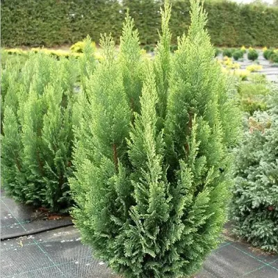 Кипарисовик ЭЛВУДИ ЭМПАЙР лавсана в Томске