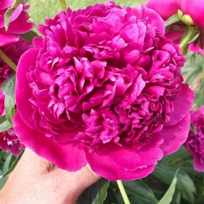 Пион АВГУСТИН ДОР травянистый в Томске