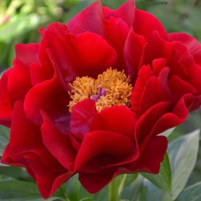 Пион МАКИНАК ГРАНД травянистый в Томске