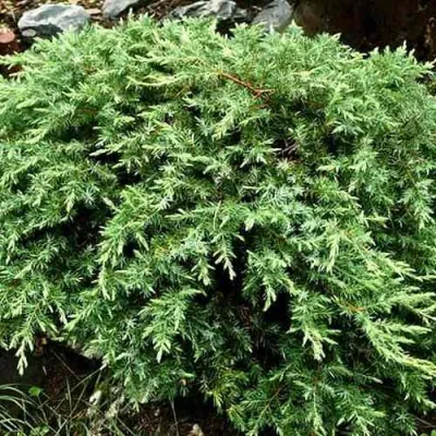 Можжевельник ШЛЯГЕР прибрежный в Томске