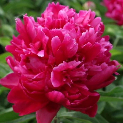 Пион ПЕСНЬ ВЕТРА травянистый в Томске