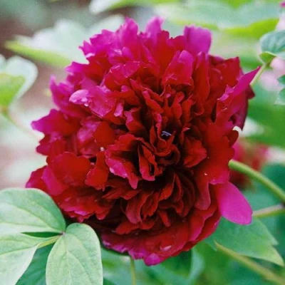 Пион ГАЛАКТИКА травянистый в Томске