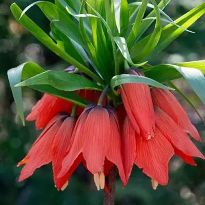 Рябчик РУБРА МАКСИМА императорский в Томске