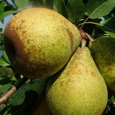 Груша ГЕНЕРАЛ ЛЕКЛЕРК в Томске