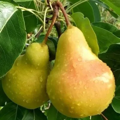 Груша ЛАДА в Томске
