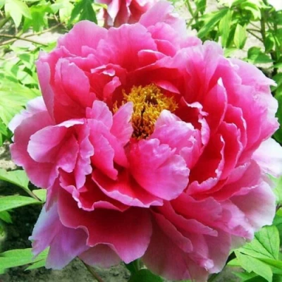 Пион ВОСХОД СОЛНЦА древовидный в Томске