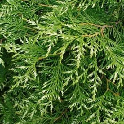 Туя СМАРАГД ВАРИЕГАТА западная в Томске