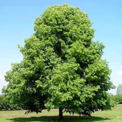 Липа мелколистная в Томске