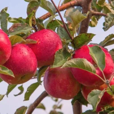 Яблоня РОЖДЕСТВЕНСКОЕ в Томске