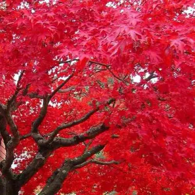 Клен гиннала  в Томске