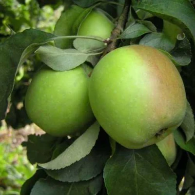 Яблоня ПАМЯТЬ СИКОРЫ в Томске