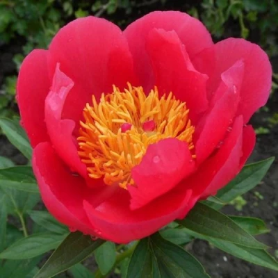 Пион МОСКВА травянистый в Томске