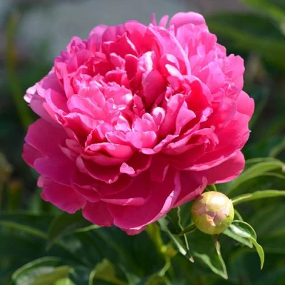 Пион БУШЕЛА травянистый в Томске