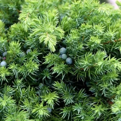 Можжевельник ШЛЯГЕР прибрежный в Томске