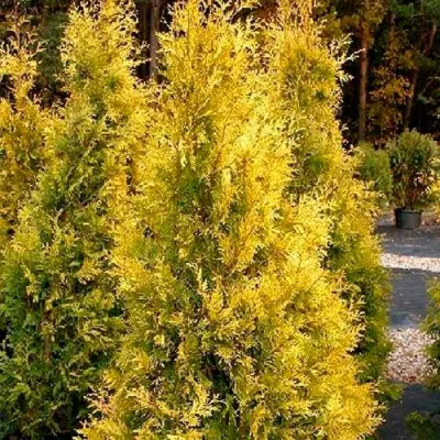 Туя ЕВРОПА ГОЛД западная в Томске