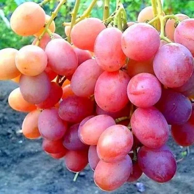 виноград Анюта