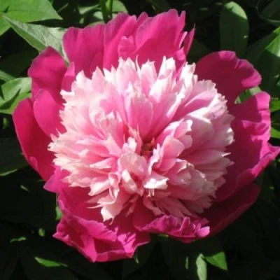 Пион КАПЛЯ РОСЫ травянистый в Томске