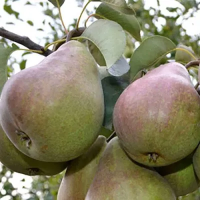 Груша БРЯНСКАЯ КРАСАВИЦА в Томске