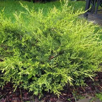 Можжевельник КУРИВАО ГОЛД китайский в Томске