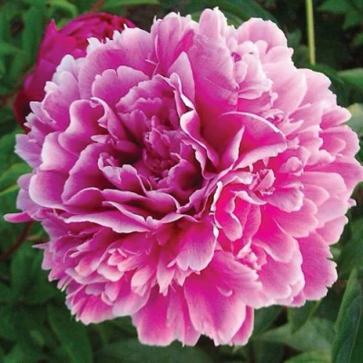 Пион ПУРПУРНАЯ ФЕЕРИЯ травянистый в Томске