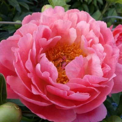 Пион КОРАЛ САНСЕТ травянистый в Томске