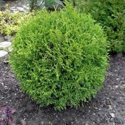 Туя ХОЗЕРИ западная в Томске